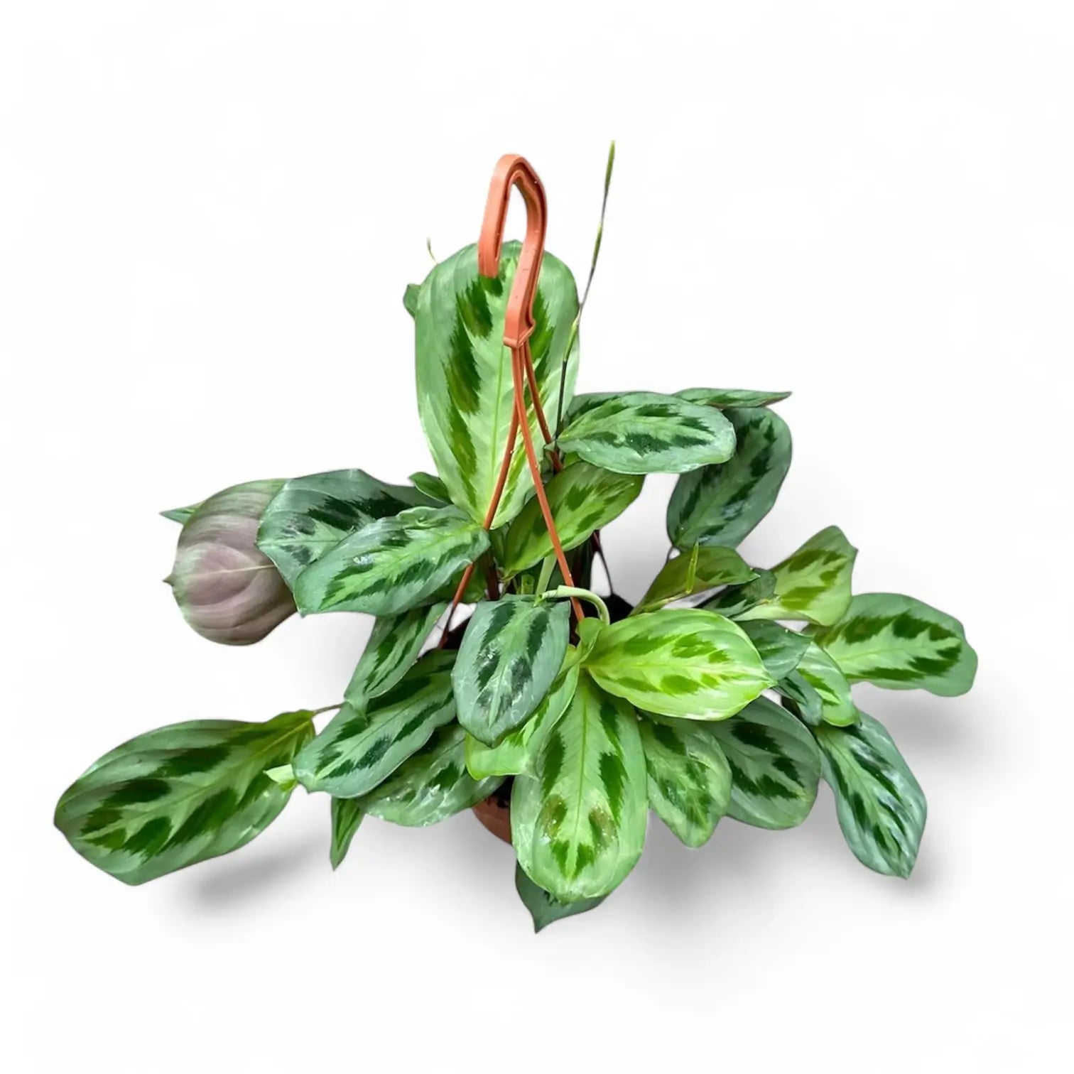Maranta cristata 'Intense' potted plant in nursery pot on white background.