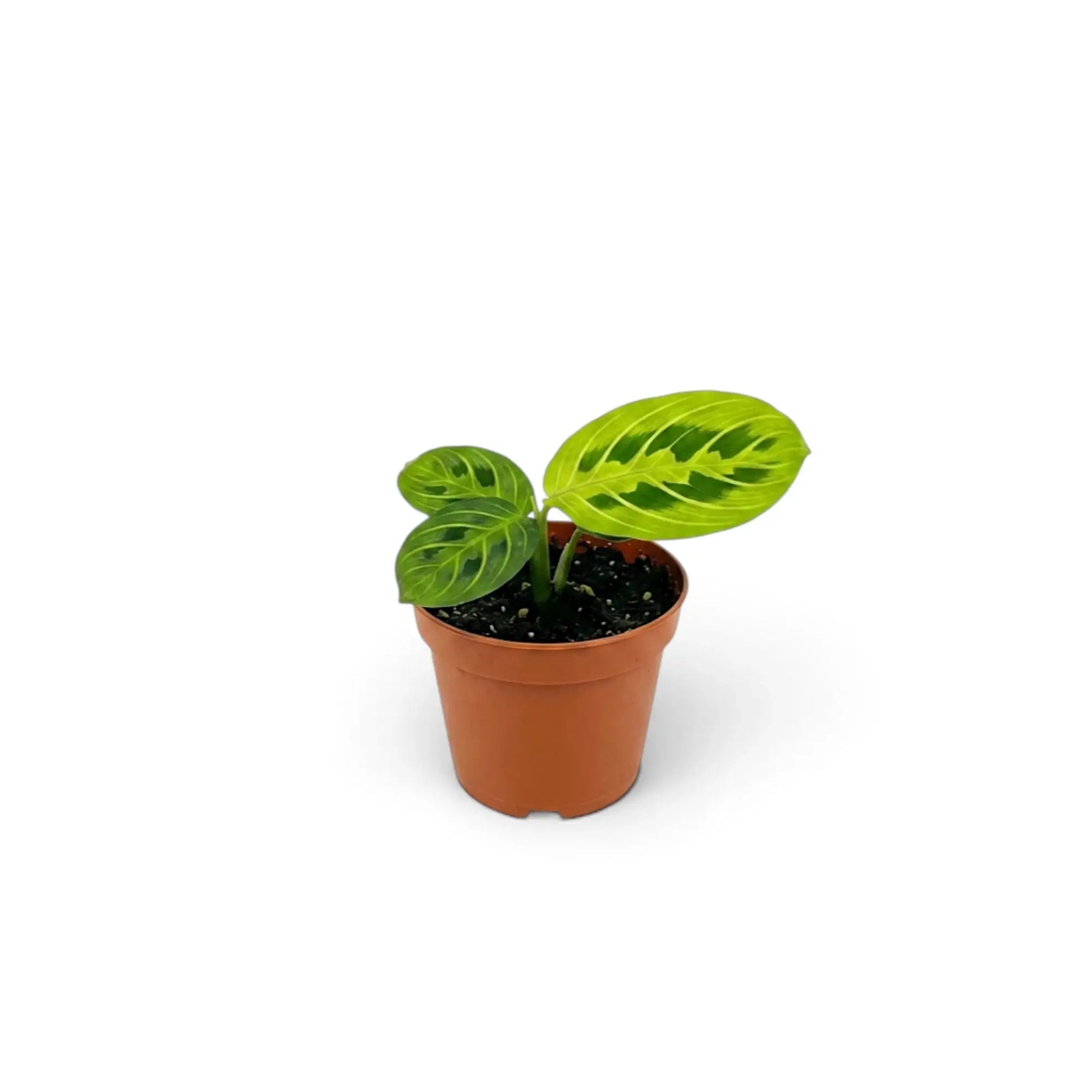 Maranta leuconeura 'Lemon Lime' als Jungpflanze mit dunkelgrünen ovalen Blättern und leuchtend limettengrünen Blattadern