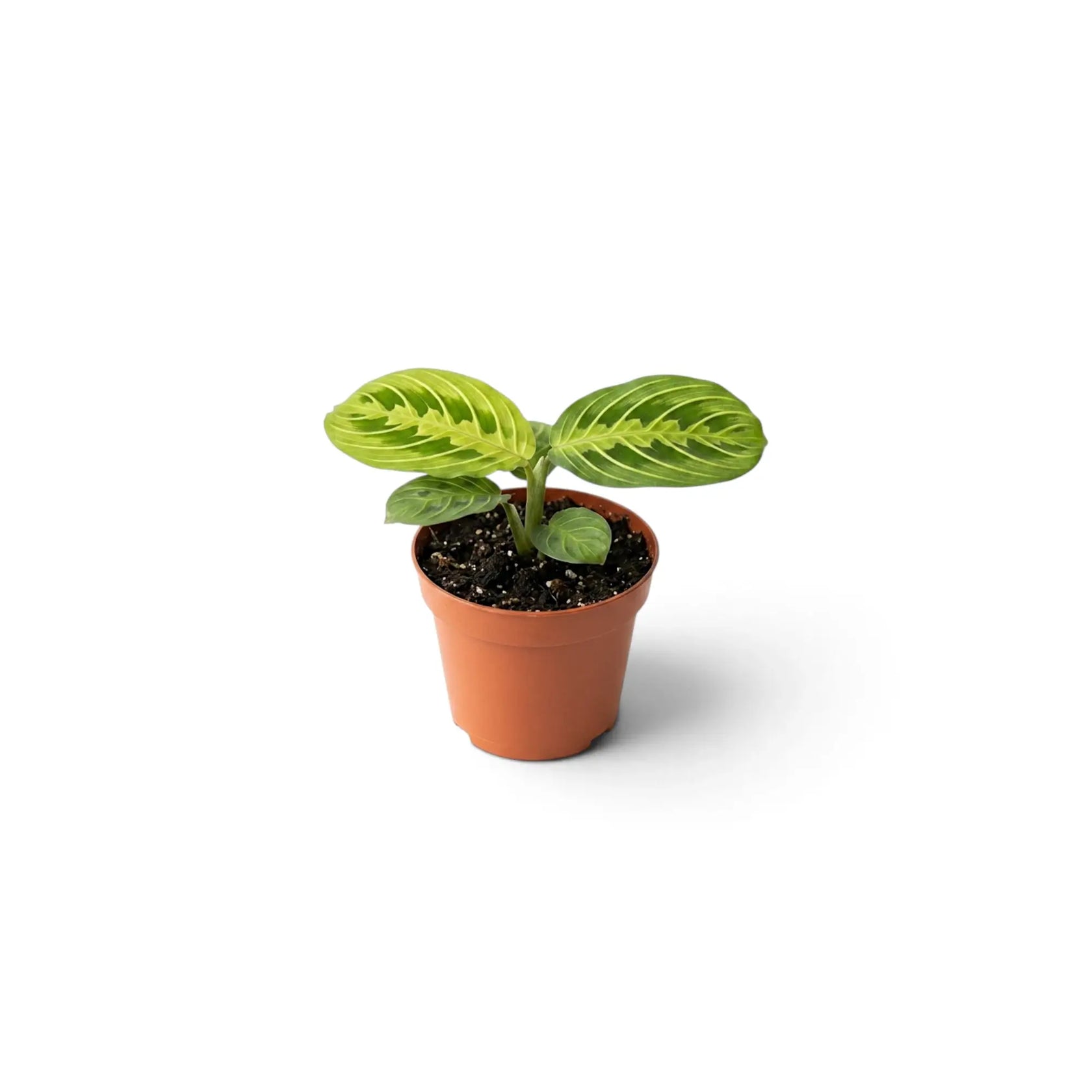 Maranta leuconeura 'Lemon Lime' als Jungpflanze im Kulturtopf mit flach ausgebreitetem Laub und limettengrünem Fischgrätenmuster