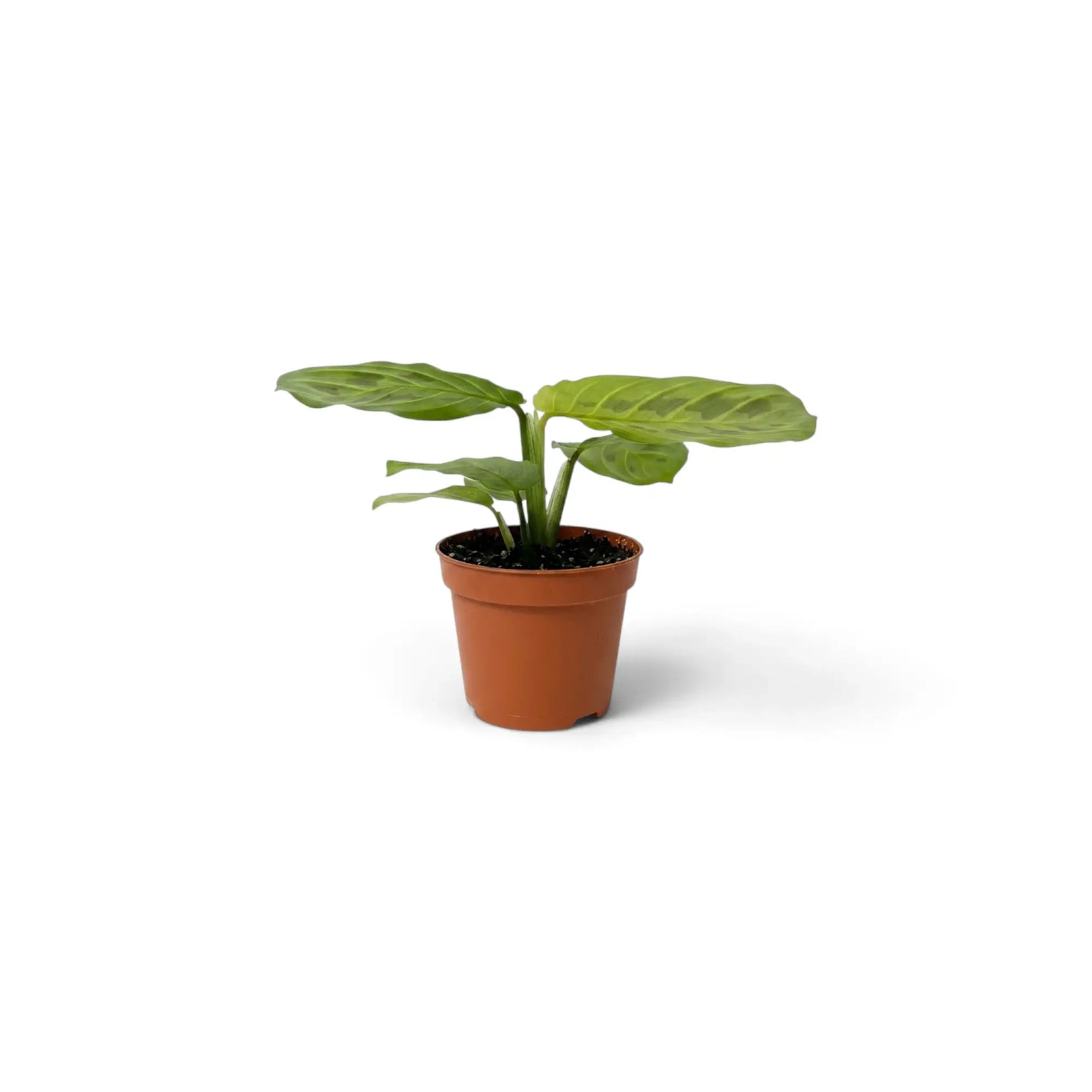 Maranta leuconeura 'Lemon Lime' als Jungpflanze mit ovalen, dunkelgrün und limettengrün gemusterten Blättern