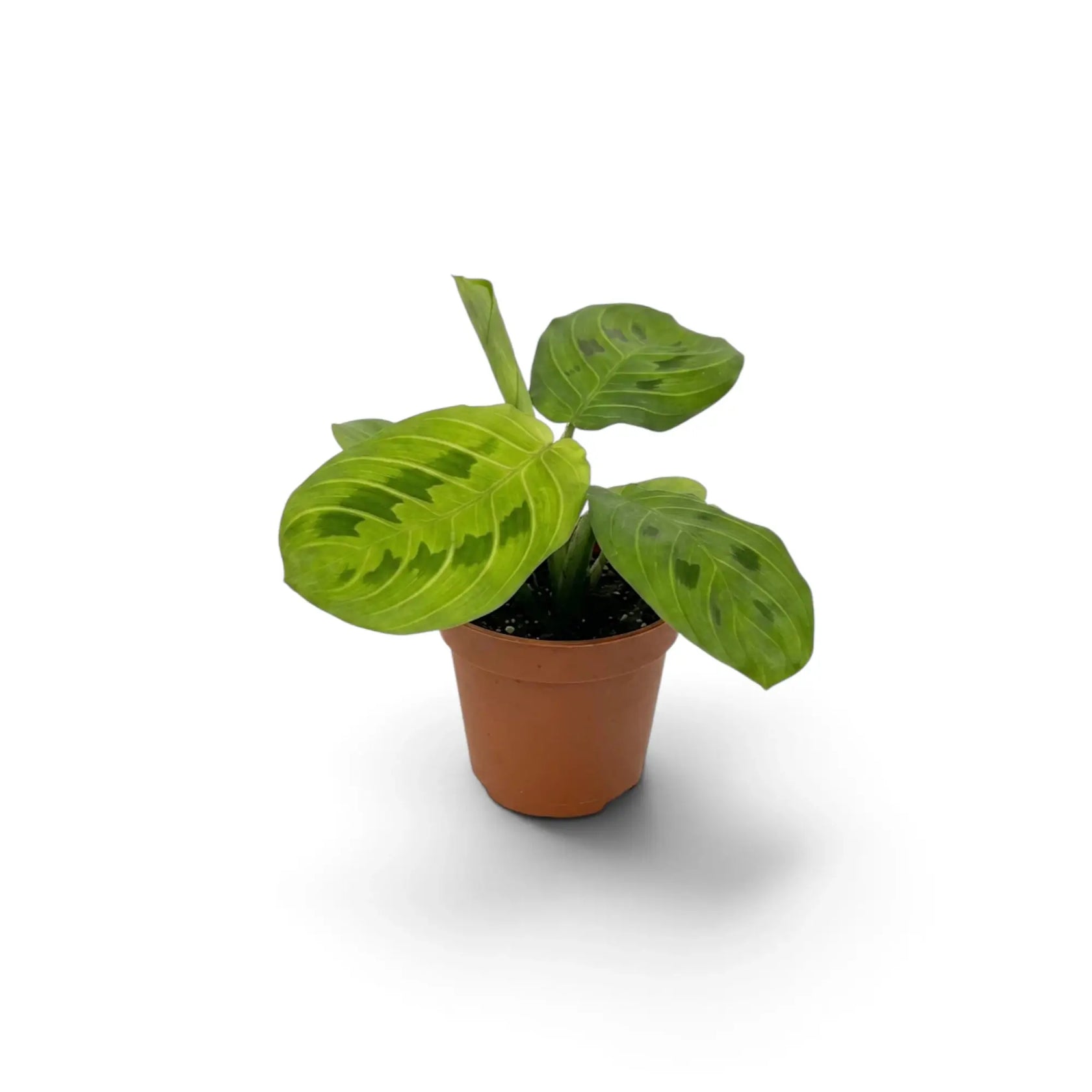 Gesamtansicht von Maranta leuconeura 'Lemon Lime' als Jungpflanze mit dunkelgrünen ovalen Blättern und leuchtend limettengrünen Adern