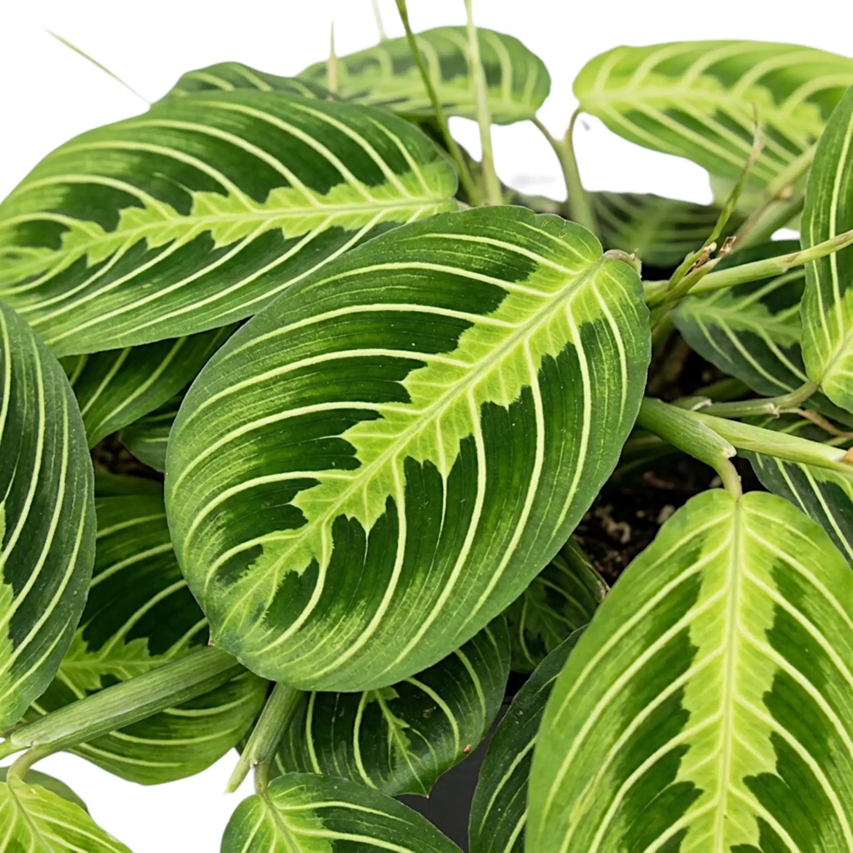 Nahaufnahme des Laubs einer Maranta Lemon Lime mit grünen Blättern und kontrastierenden limettengrünen Blattadern