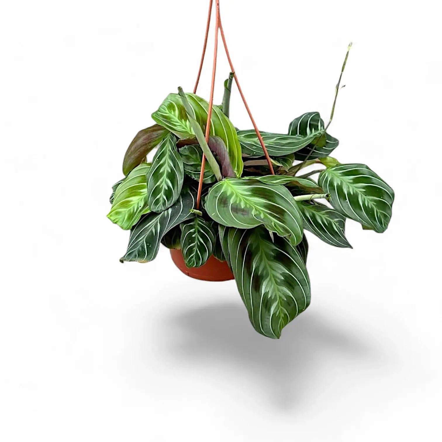 Maranta leuconeura 'Cat moustache' ('Exclusive Dark') potted plant in nursery pot on white background.