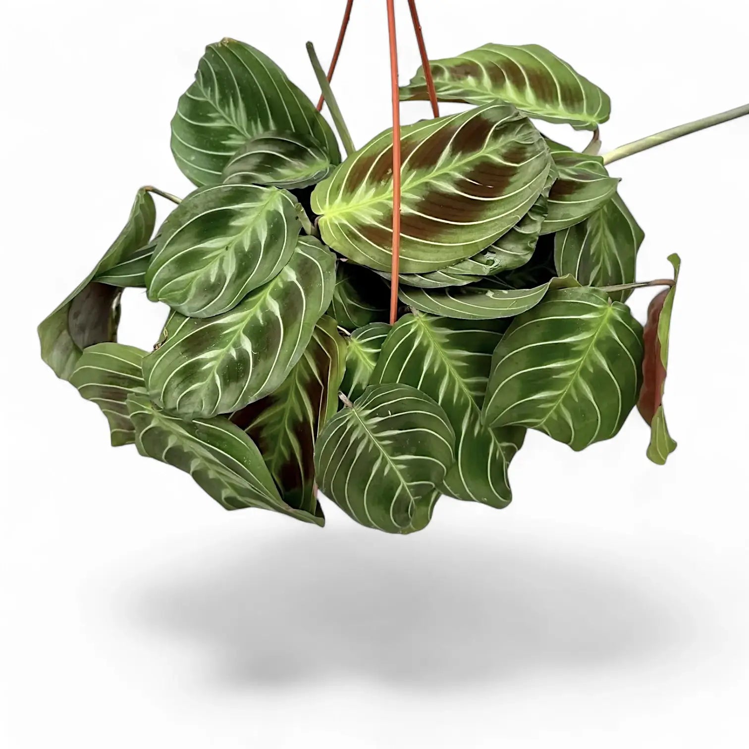 Maranta leuconeura 'Cat moustache' ('Exclusive Dark') potted plant in nursery pot on white background.