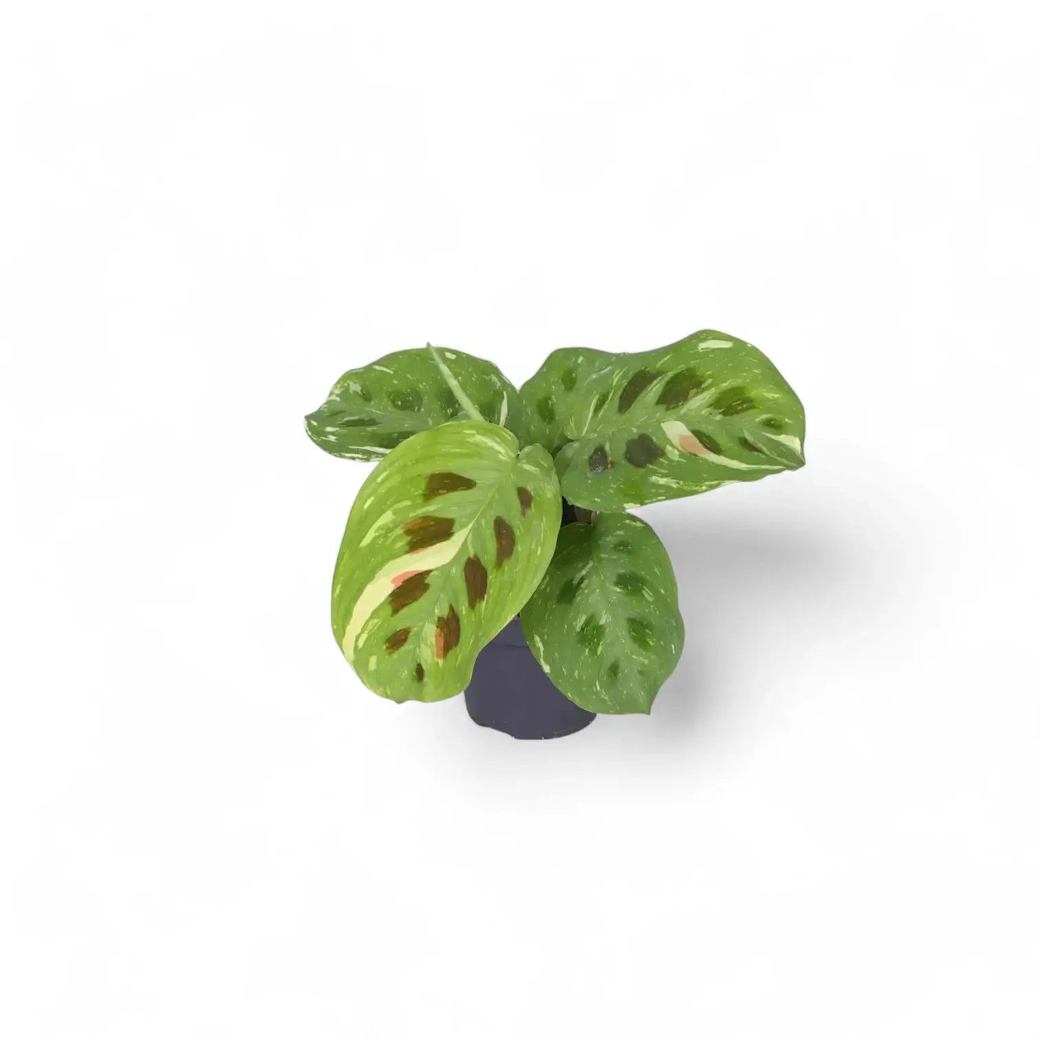 Maranta leuconeura 'Kerchoveana variegata' ('Beauty Kim', 'Fiesta') potted plant in nursery pot on white background.