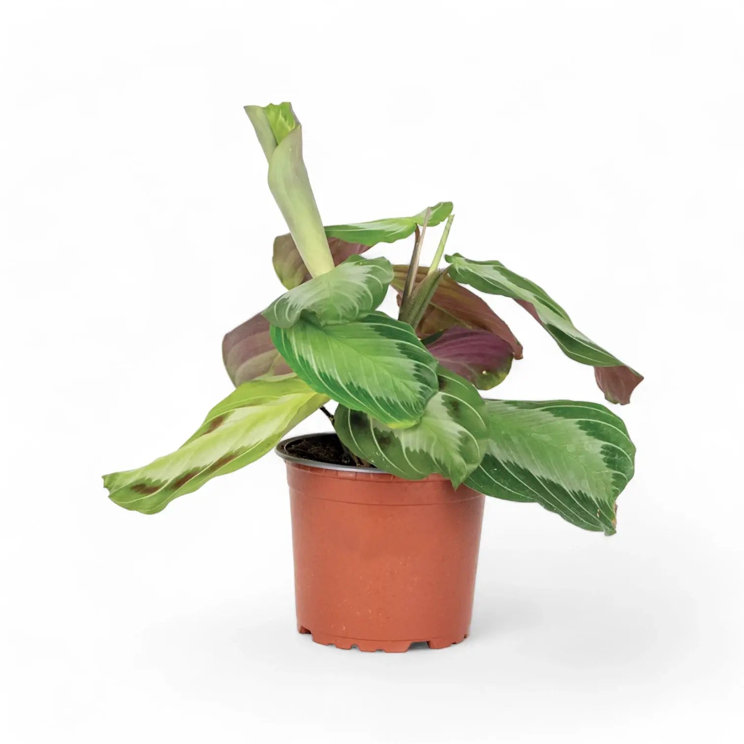Maranta leuconeura 'Silver Band' (Exclusive grey') potted plant in nursery pot on white background.