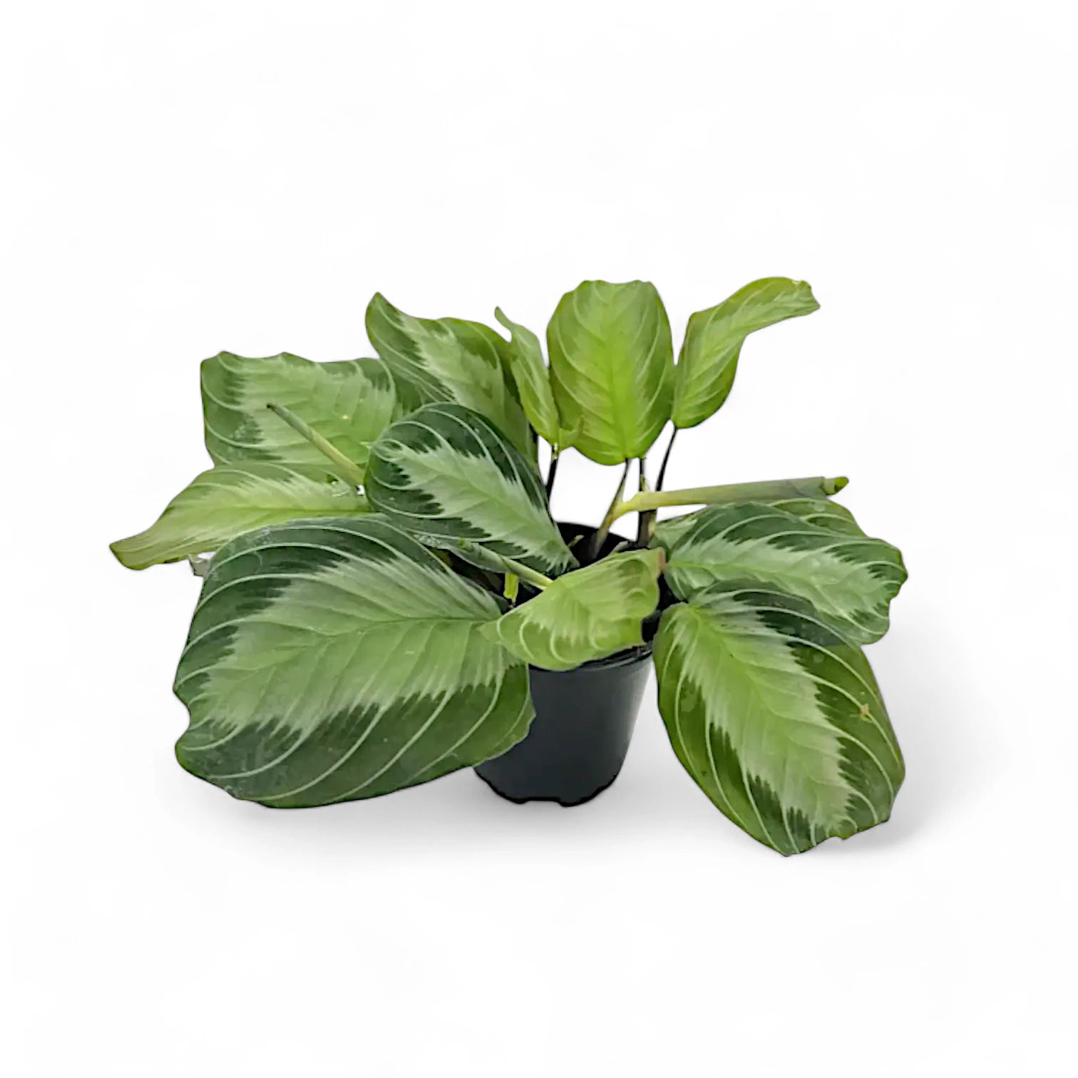 Maranta leuconeura 'Silver Band' (Exclusive grey') potted plant in nursery pot on white background.