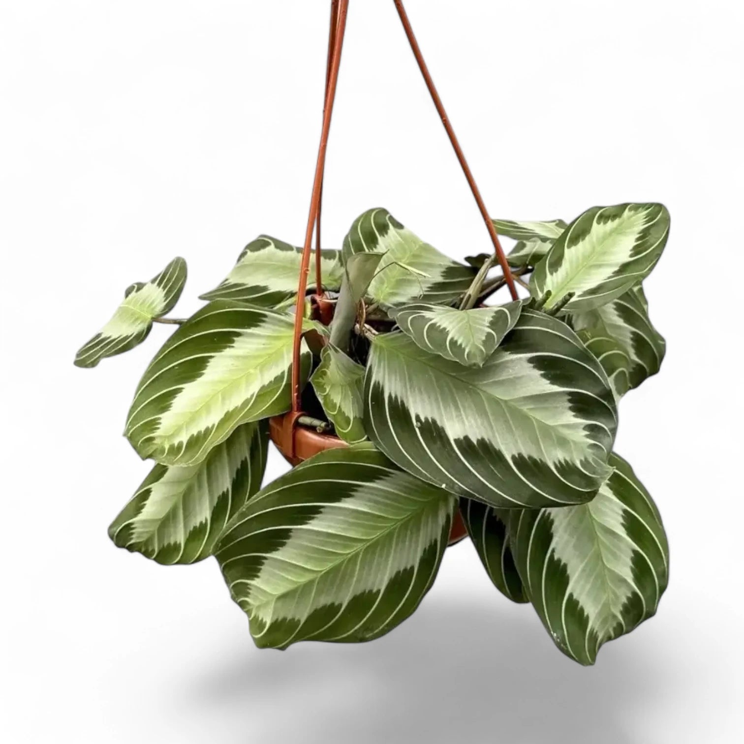 Maranta leuconeura 'Silver Band' (Exclusive grey') potted plant in nursery pot on white background.
