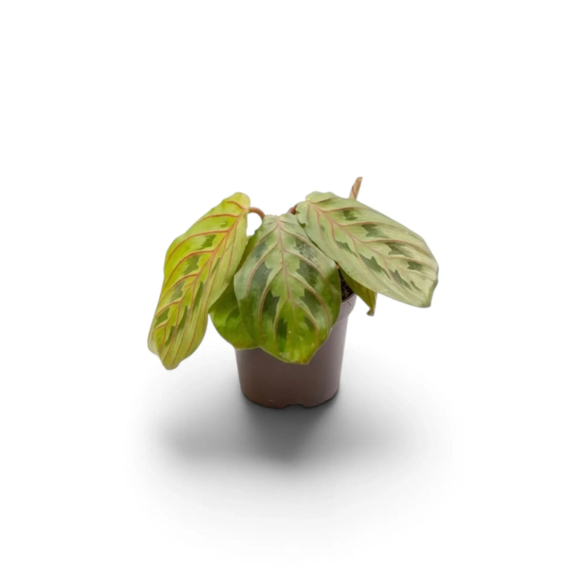 Jungpflanze von Maranta leuconeura ‘Fascinator’ mit roten Blattadern und paarweise angeordneten dunklen Flecken