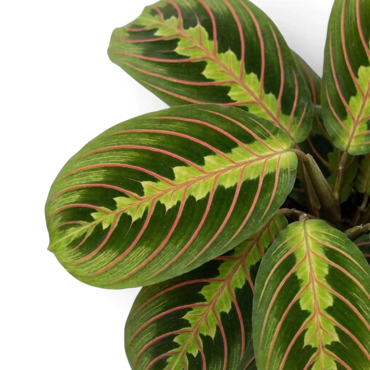 Blatt von Maranta leuconeura ‘Fascinator’ mit roten Blattadern und paarweise angeordneten dunklen Flecken