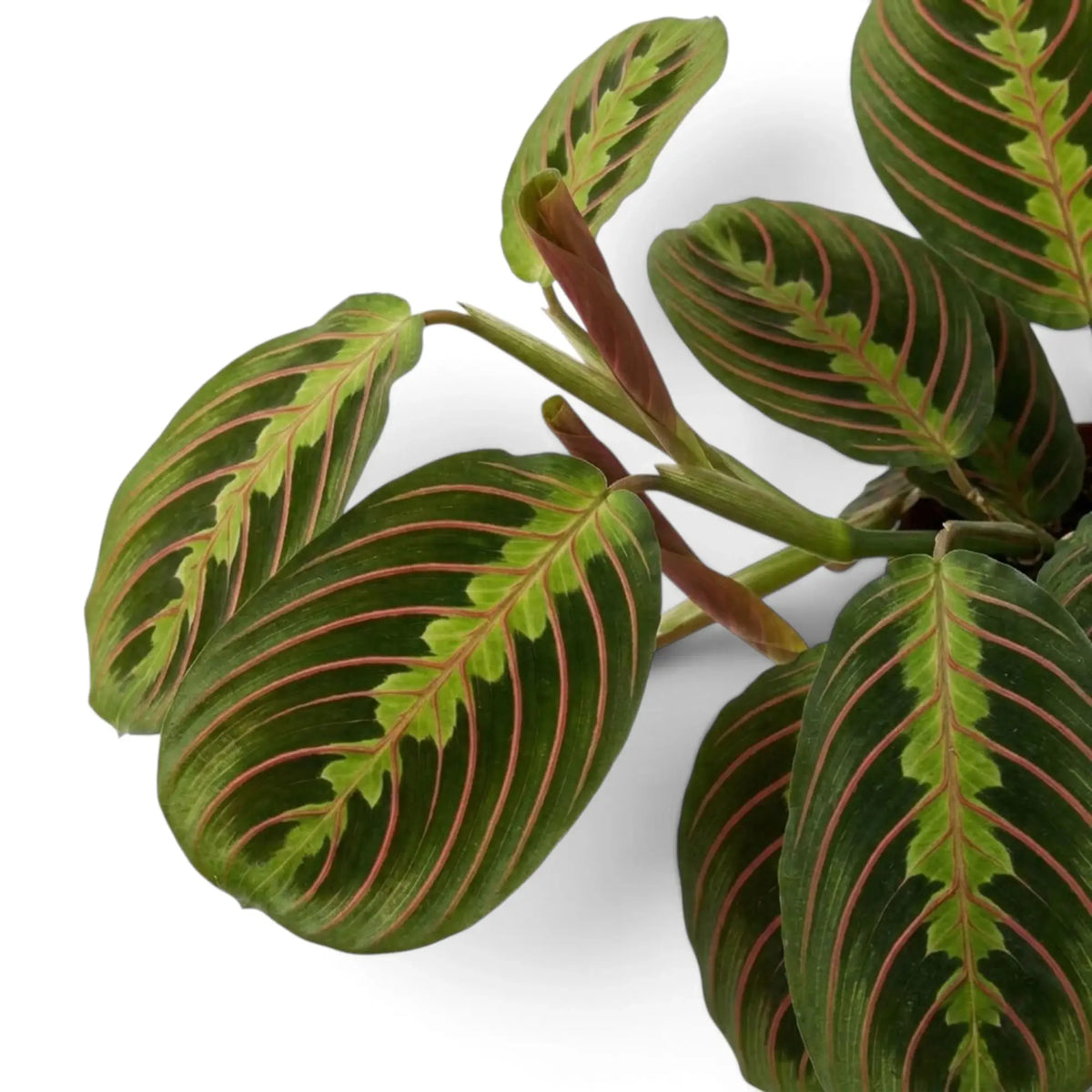 Blatt von Maranta leuconeura ‘Fascinator’ mit roten Blattadern und paarweise angeordneten dunklen Flecken