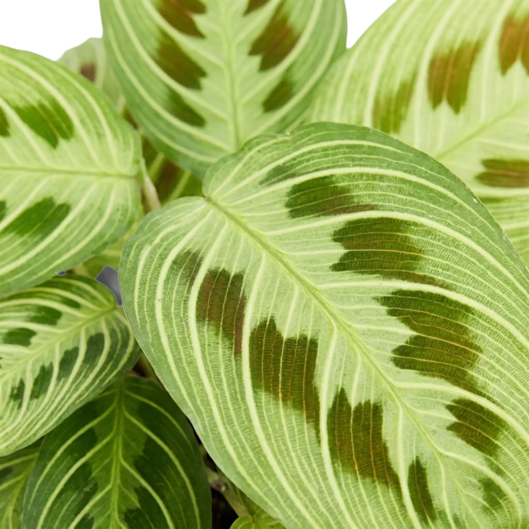 Maranta 'Light Veins' leaf cluster with pale green veins and feathered maroon patches.