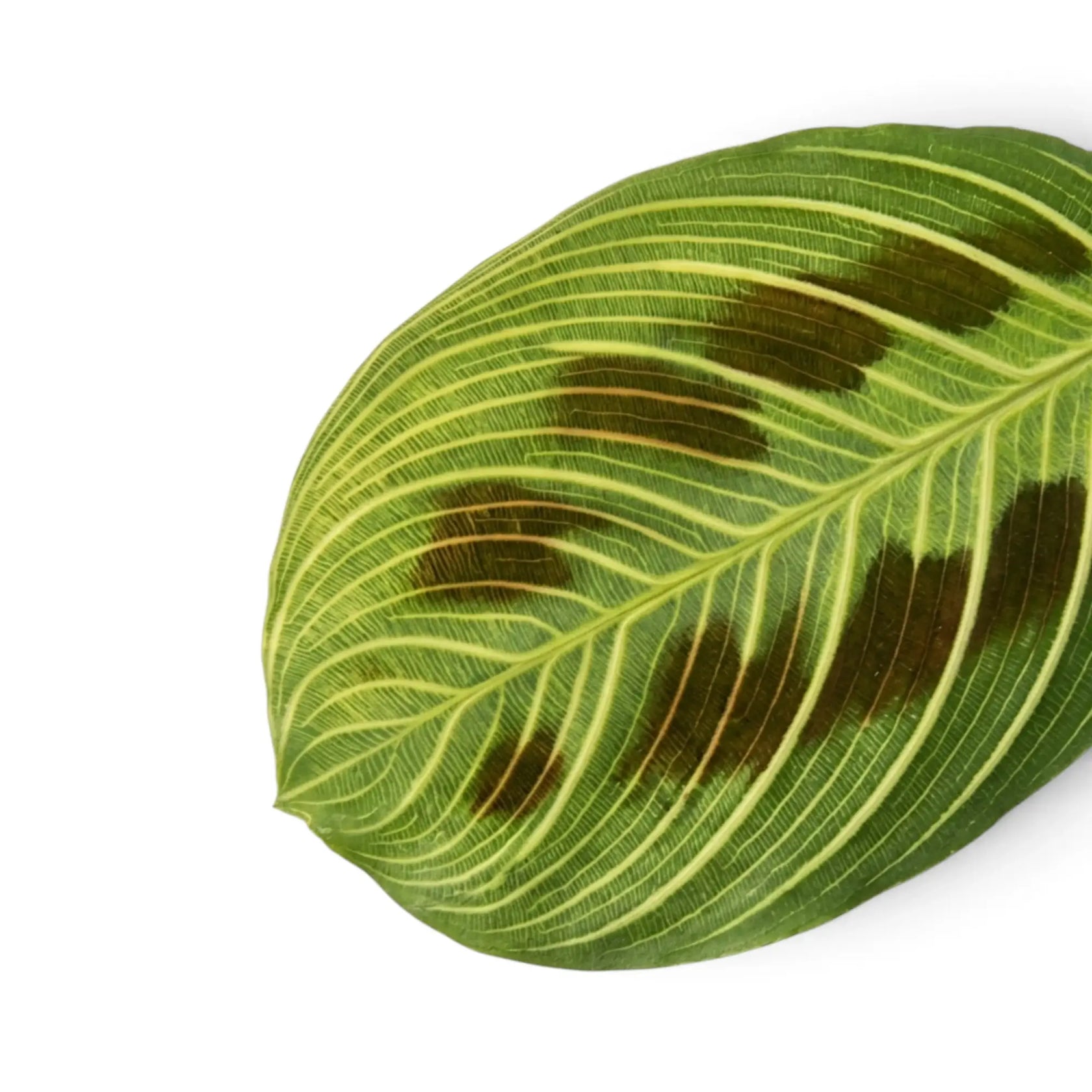 Single Maranta 'Light Veins' leaf with fine cream veins and dark paired markings.