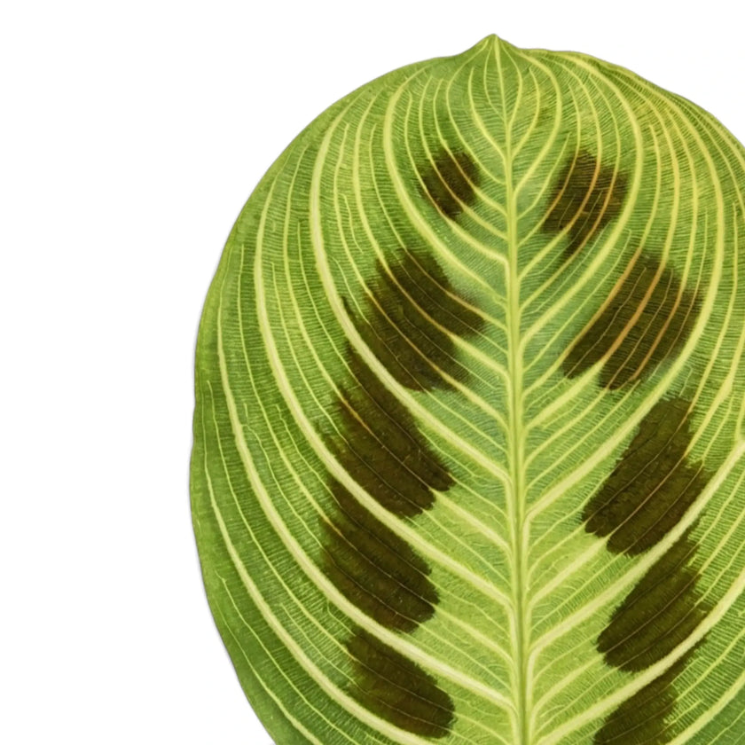 Aufrechtes Blatt der Maranta 'Light Veins' mit symmetrischer Aderung und dunkelroter Zeichnung.