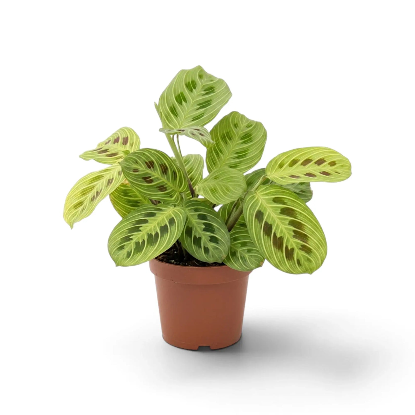 Maranta 'Light Veins' viewed slightly from above, showing its spreading leaf arrangement.