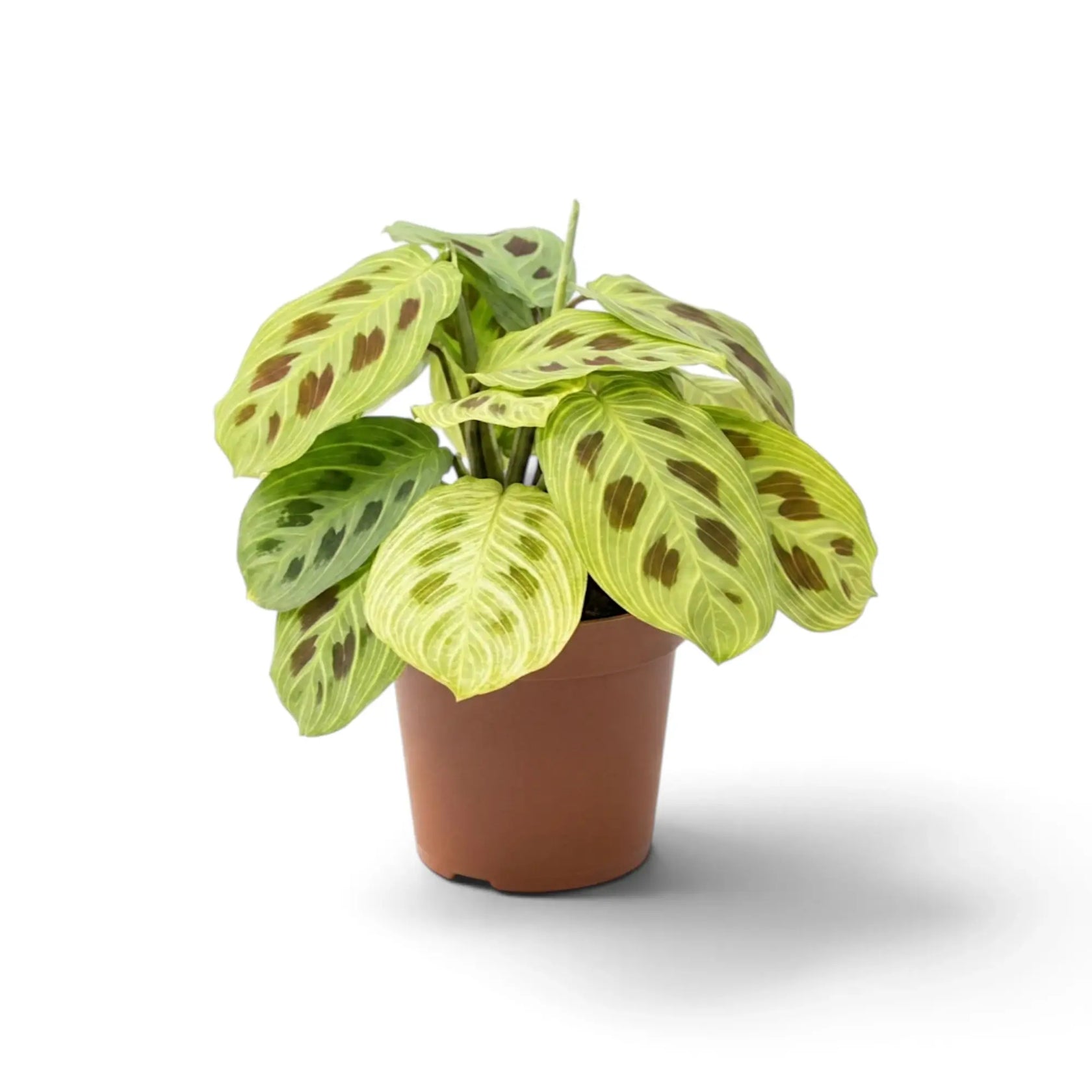Maranta 'Light Veins' with one pale leaf among darker patterned foliage.