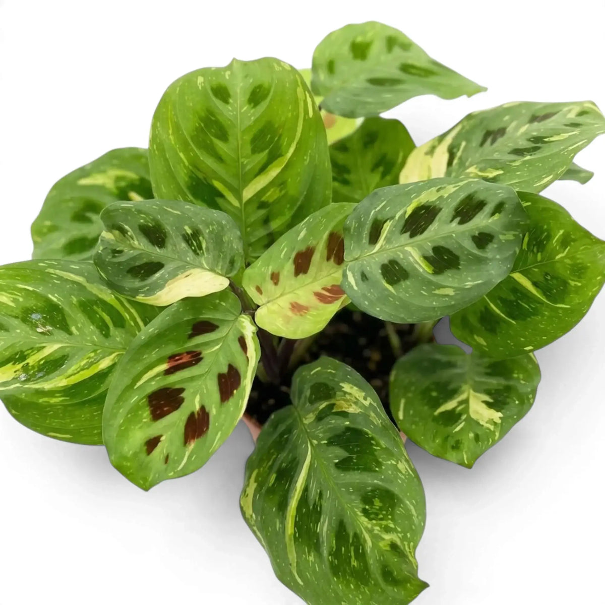 Close-up of variegated Maranta leaves with cream patches and dark oval markings
