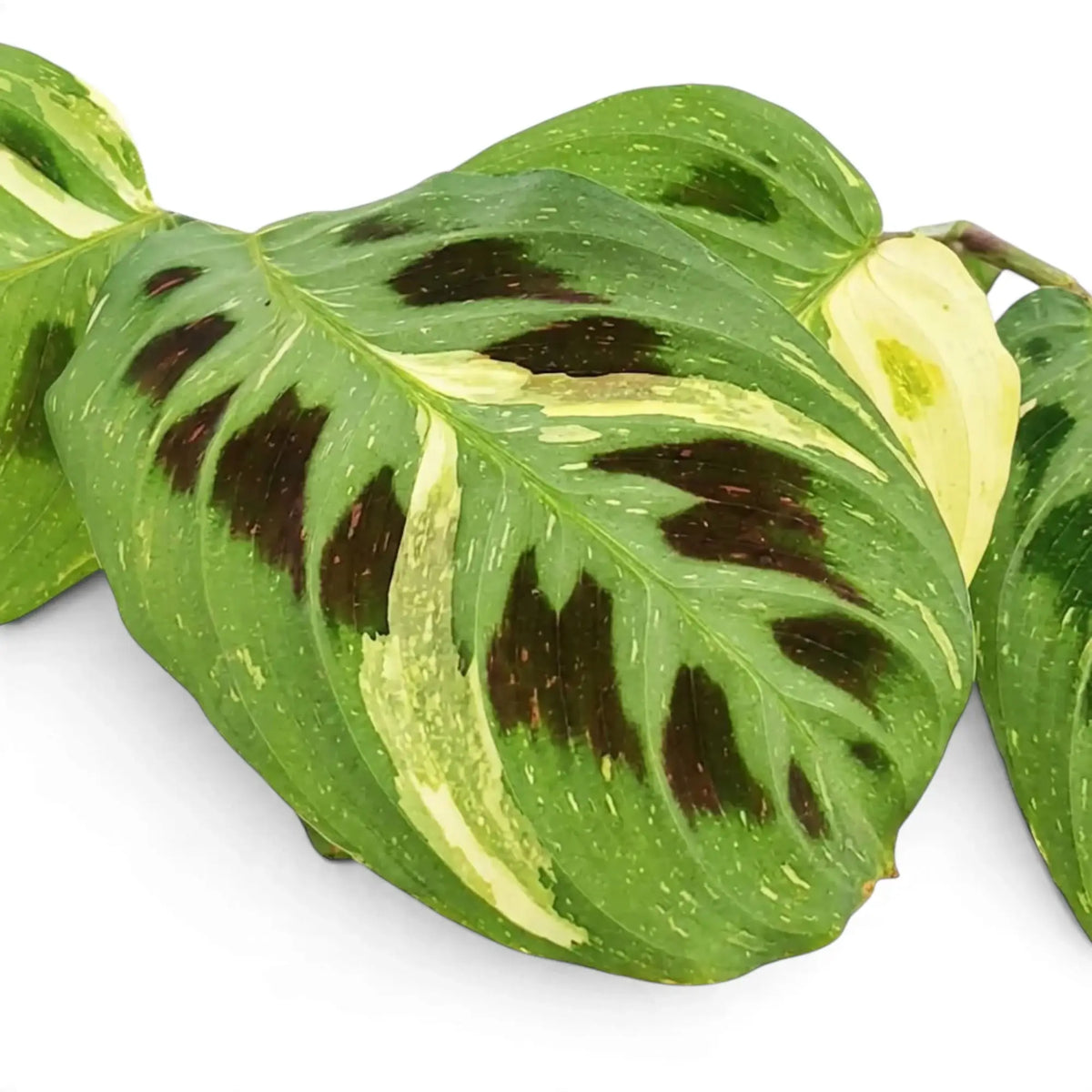 Close-up of variegated Maranta leaves with cream streaks and dark maroon ovals