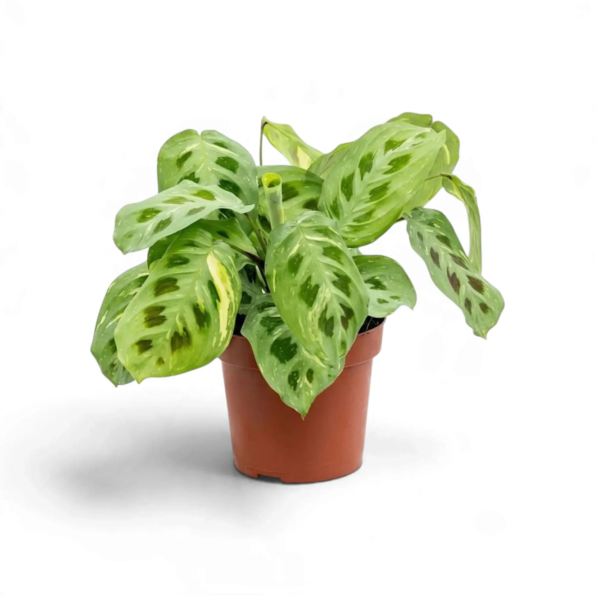 Potted variegated Maranta with pale green leaves, cream streaks and dark oval markings