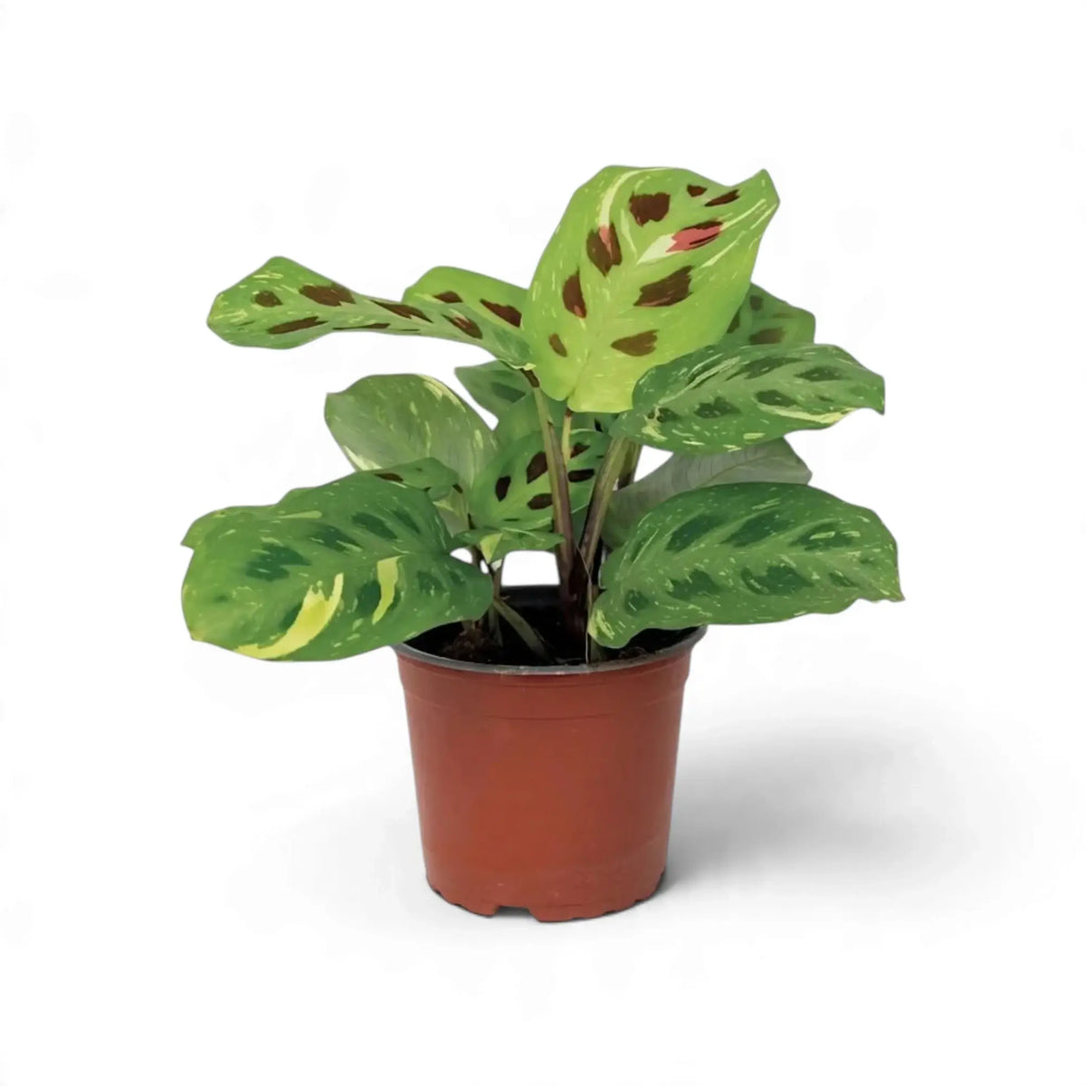 Variegated Maranta in an orange pot with cream streaks and maroon oval markings