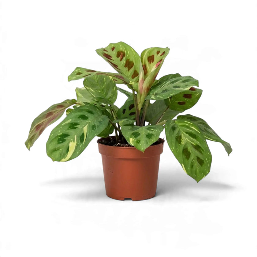 Variegated Maranta in an orange pot with cream patches and dark oval markings
