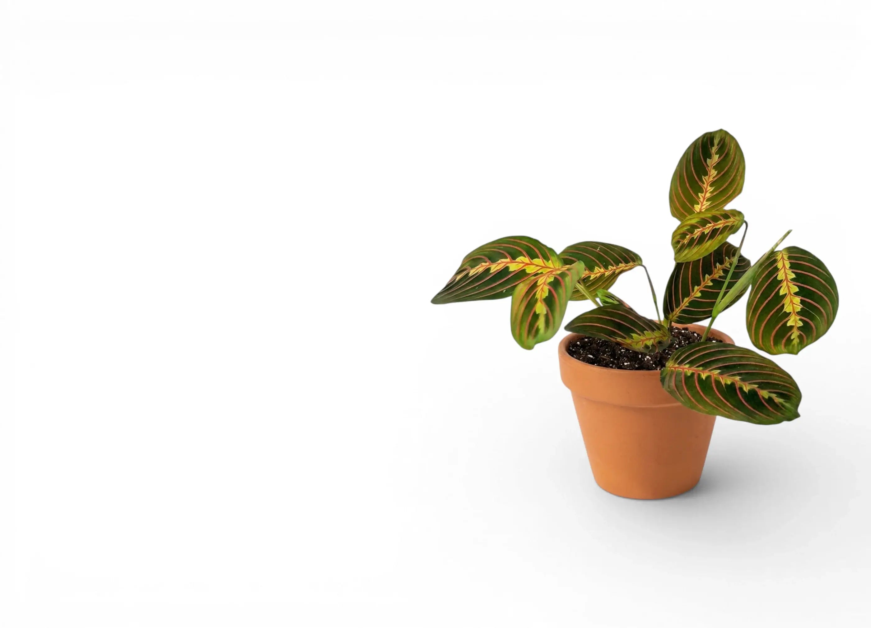 Potted prayer plant with green leaves on a white background