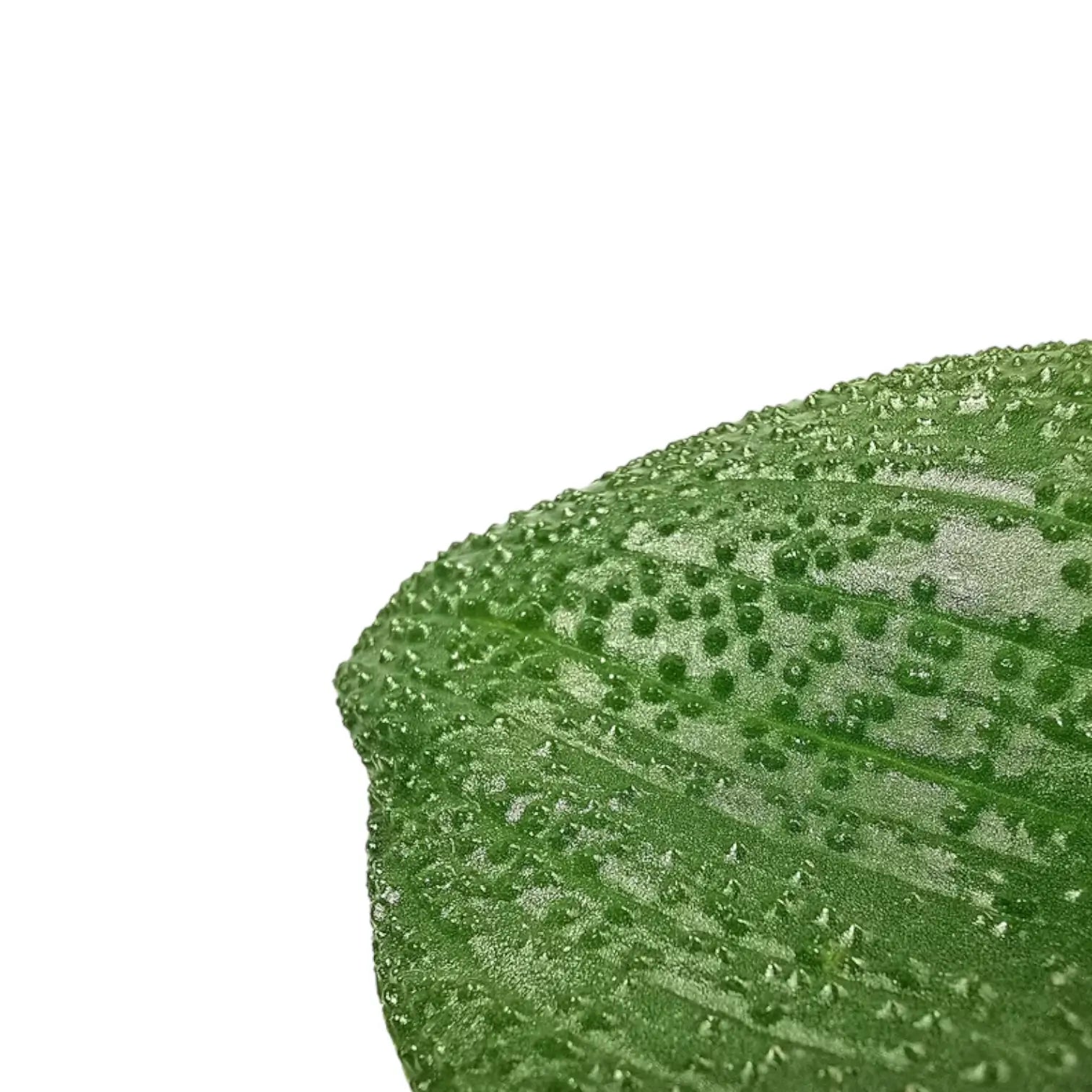 Massonia pustulata leaf detail on white background.