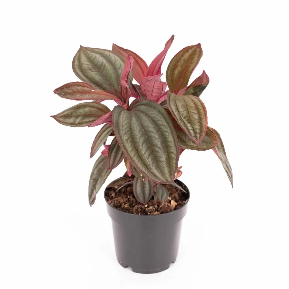 Medinilla coccinea 'Gregori Hambali' potted plant in nursery pot on white background.