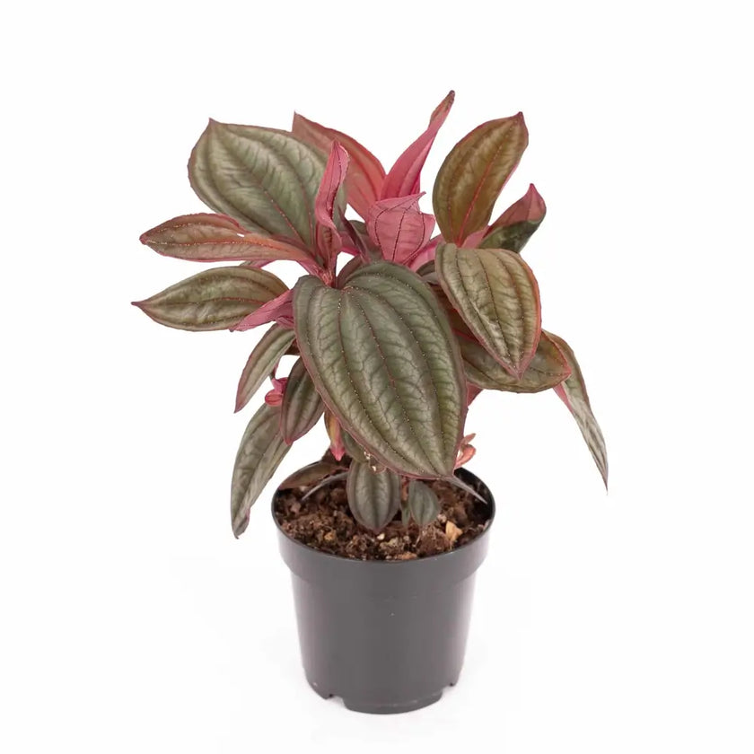Medinilla coccinea 'Gregori Hambali' potted plant in nursery pot on white background.