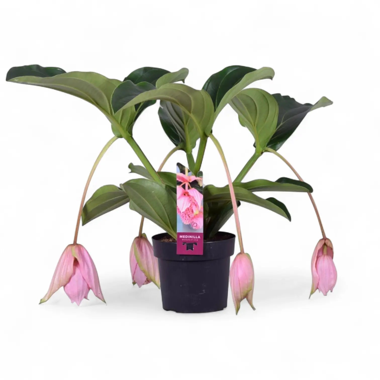Medinilla magnifica potted plant in nursery pot on white background.