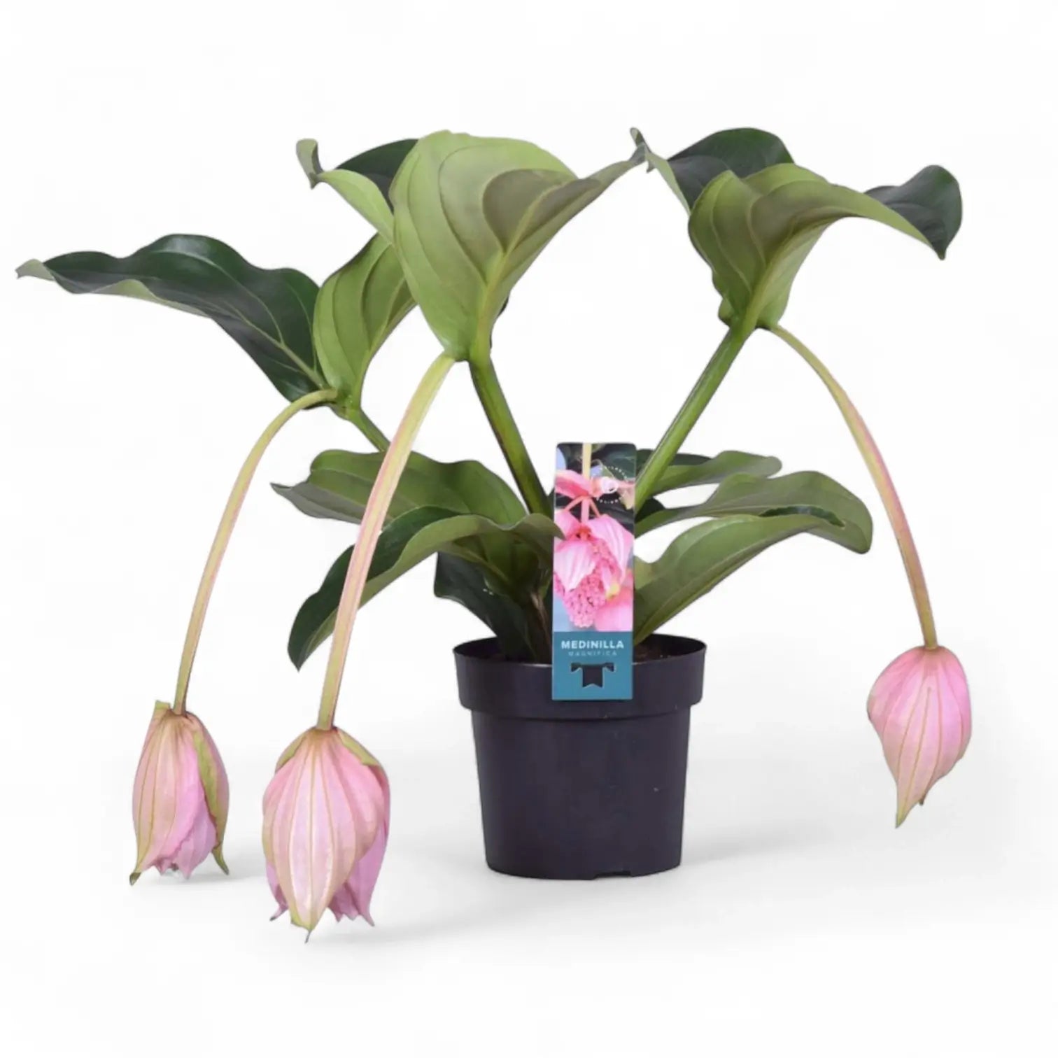 Medinilla magnifica potted plant in nursery pot on white background.