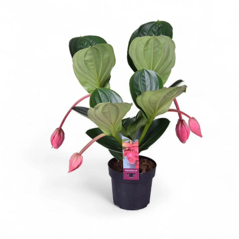Medinilla magnifica 'Flamenco' potted plant in nursery pot on white background.