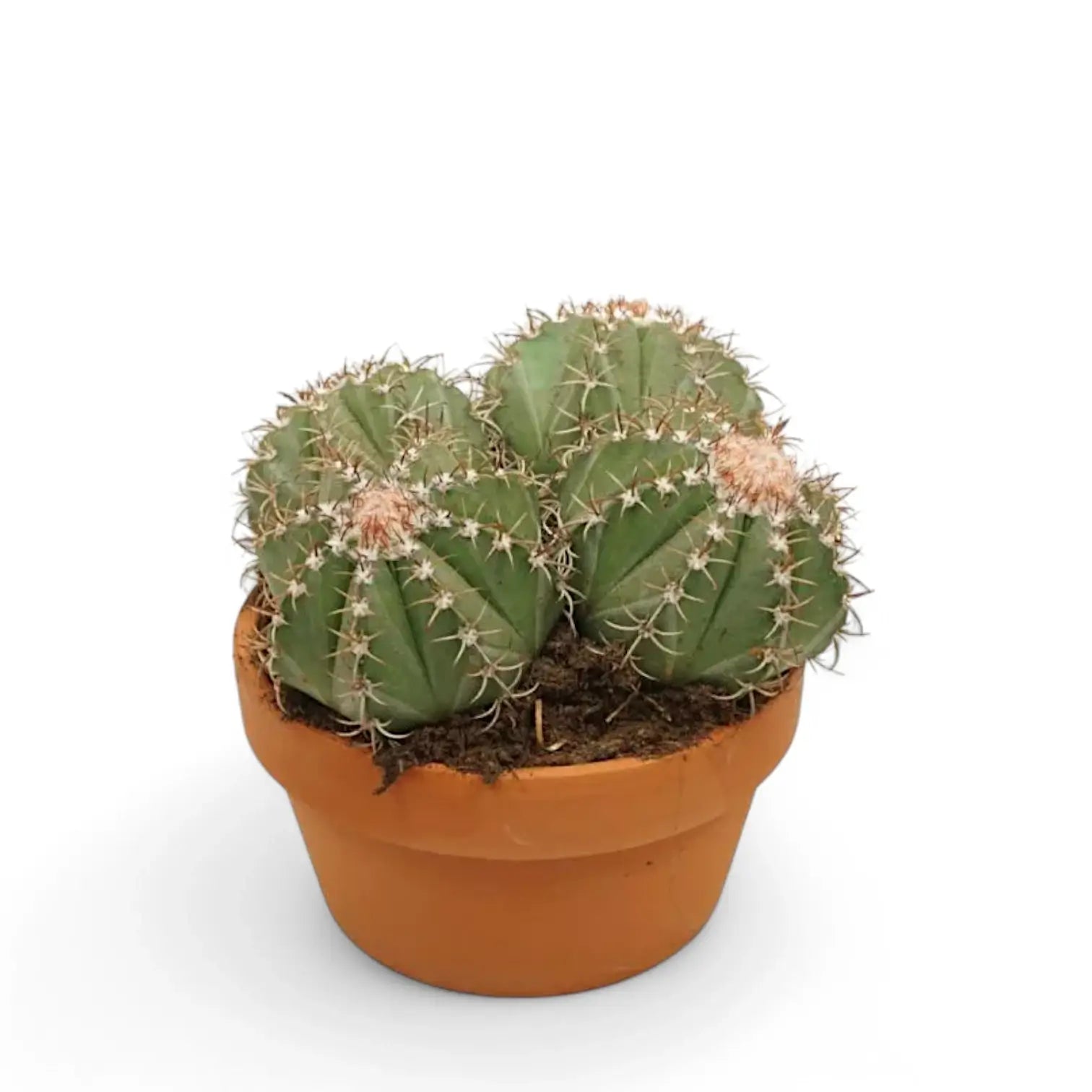 Melocactus matanzanus potted plant in nursery pot on white background.