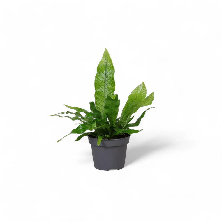 Microsorum musifolium 'Crocodyllus' potted plant in nursery pot on white background.