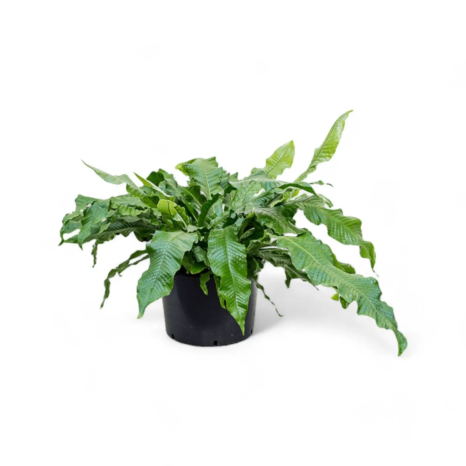 Microsorum musifolium 'Crocodyllus' potted plant in nursery pot on white background.