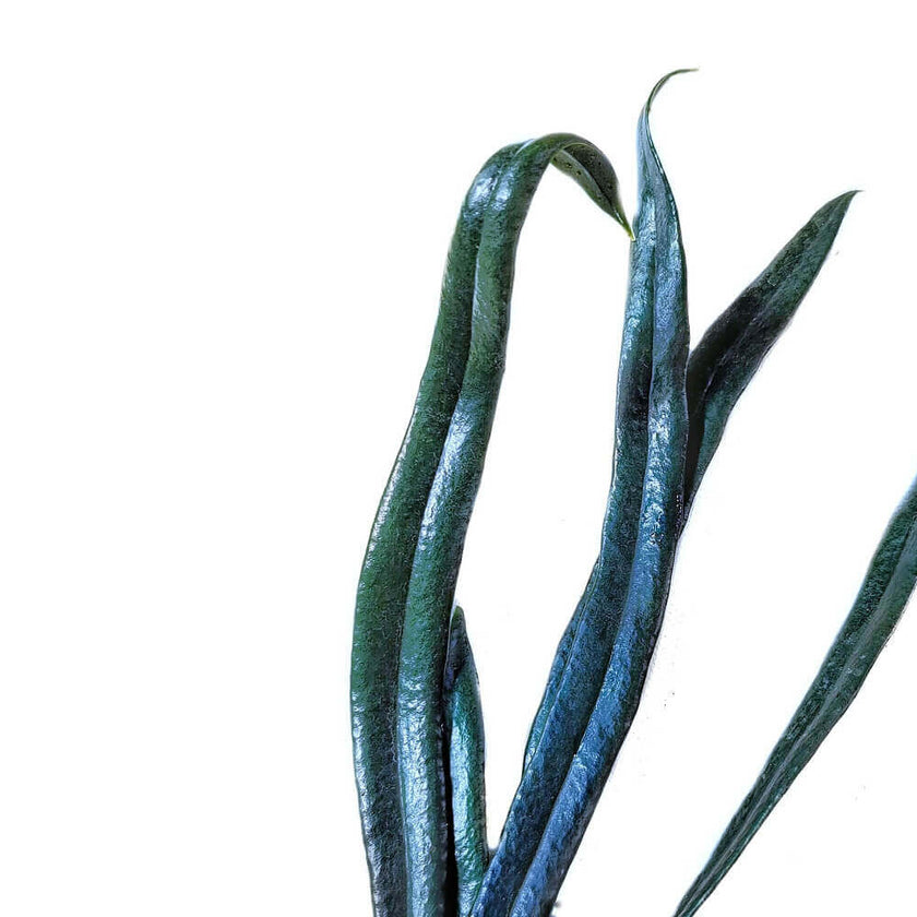 Microsorum thailandicum close-up of leaf on white background.