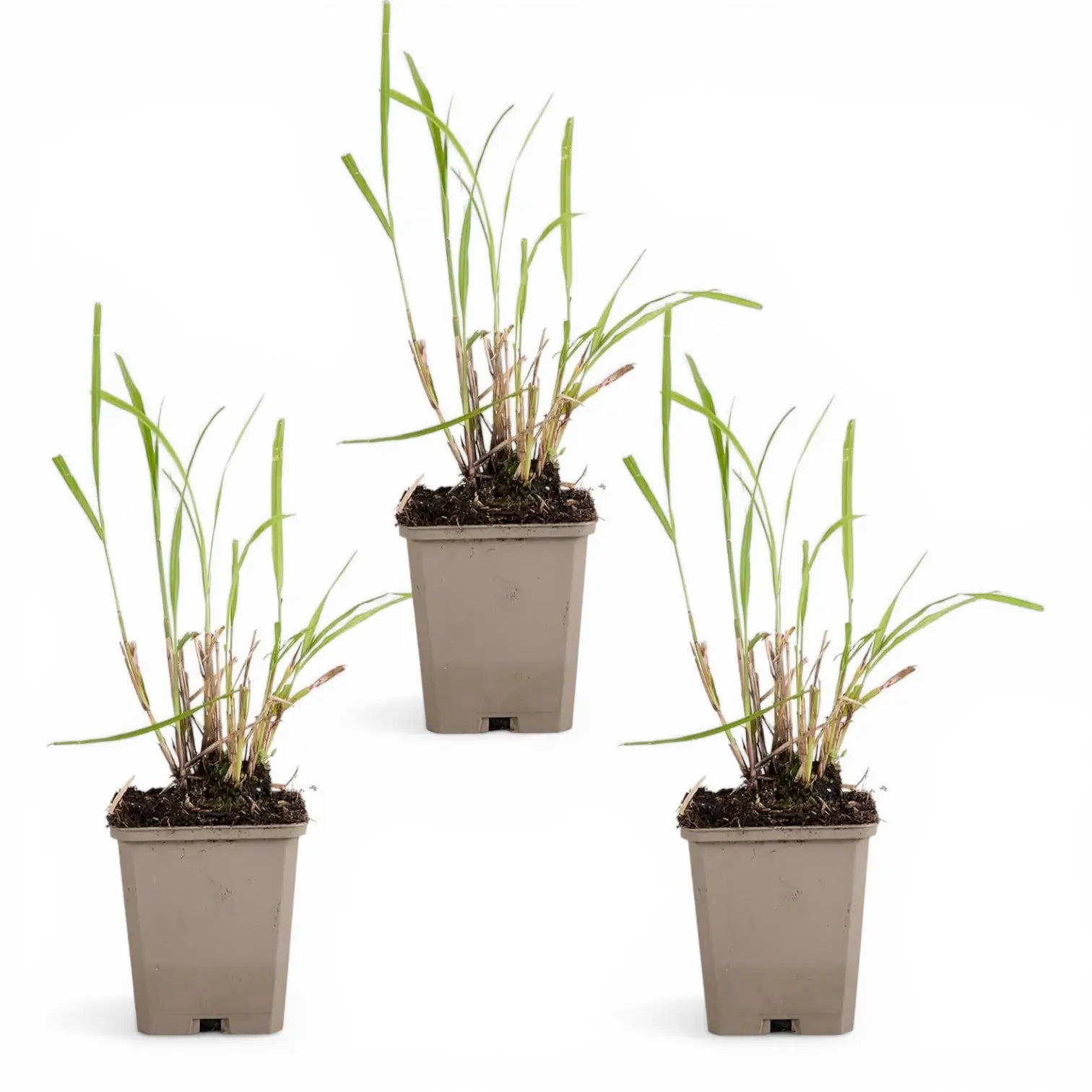 Miscanthus sinensis – Detailaufnahme.