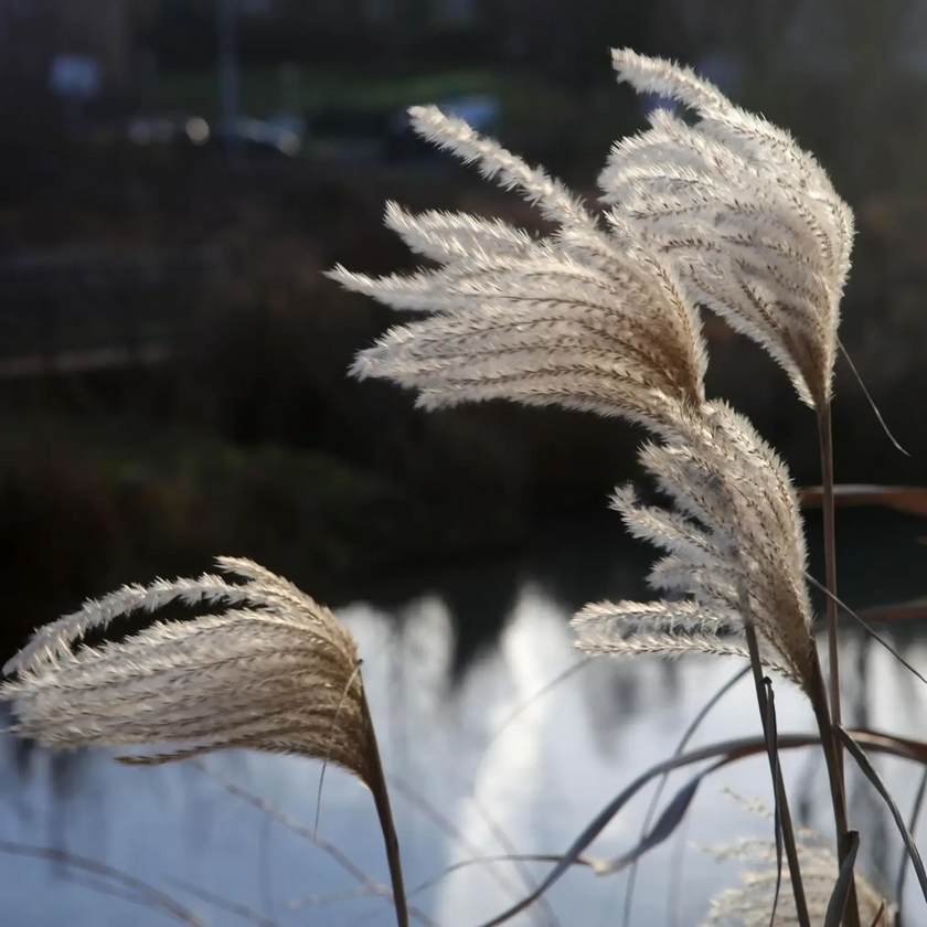 Miscanthus sinensis close-up detail.