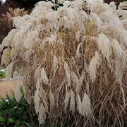 Miscanthus sinensis – Nahaufnahme.