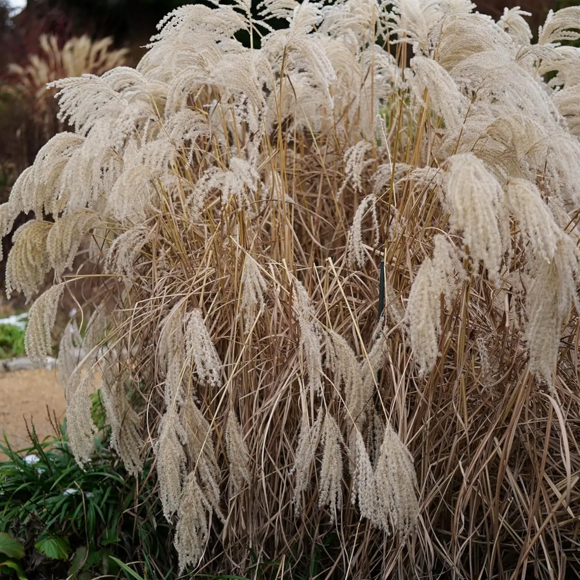 Miscanthus sinensis close-up detail.