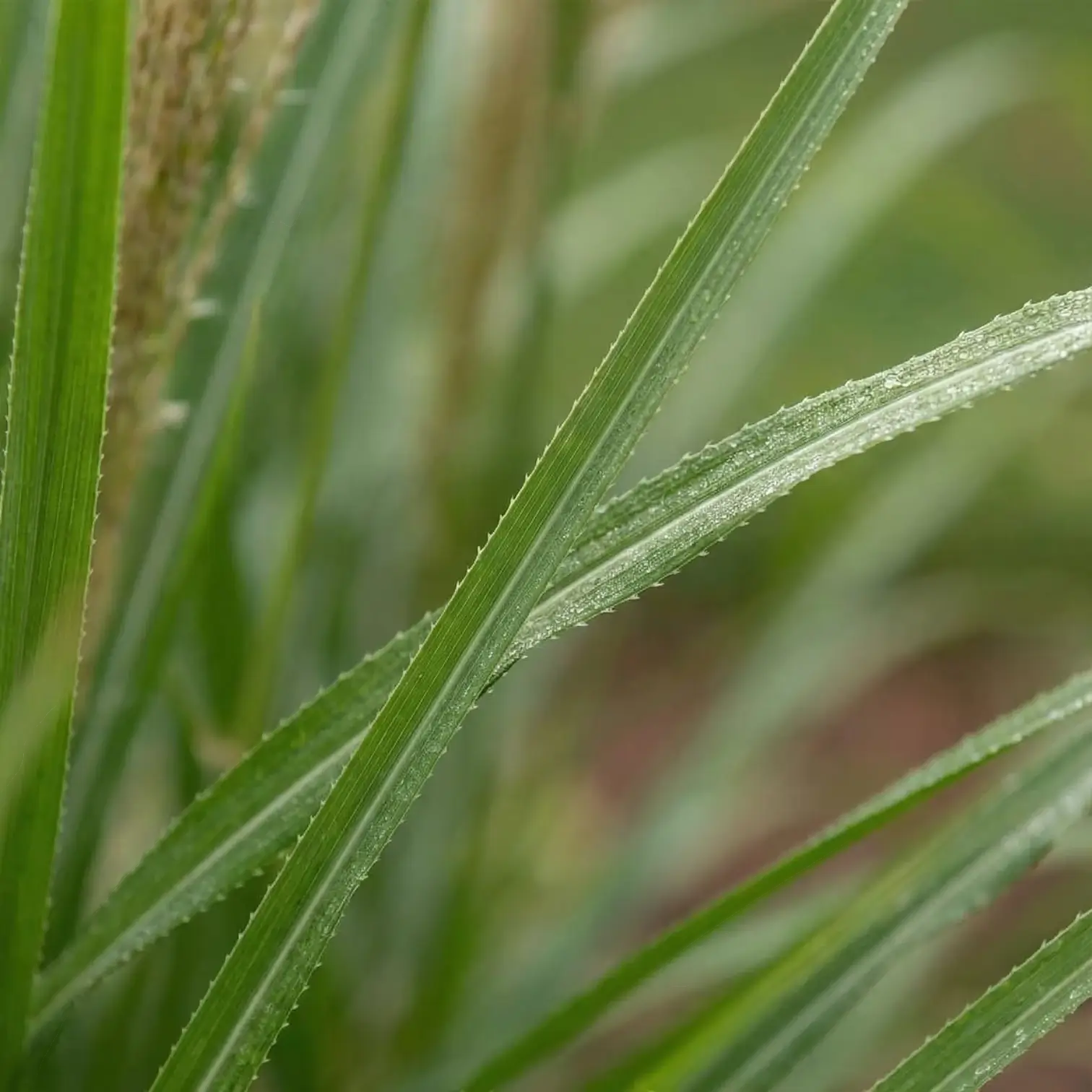 Miscanthus sinensis – Detailaufnahme.