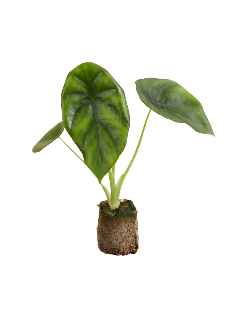 MM-MEC-0465 - 0Alocasia clypeolata 'Green shield' als Topfpflanze im Kulturtopf vor weißem Hintergrund, Produktfoto 1.