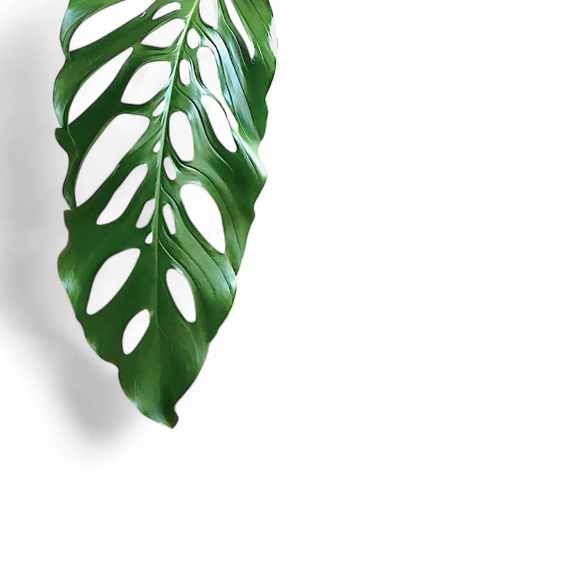 Monstera acacoyaguensis – Blattdetail vor weißem Hintergrund..