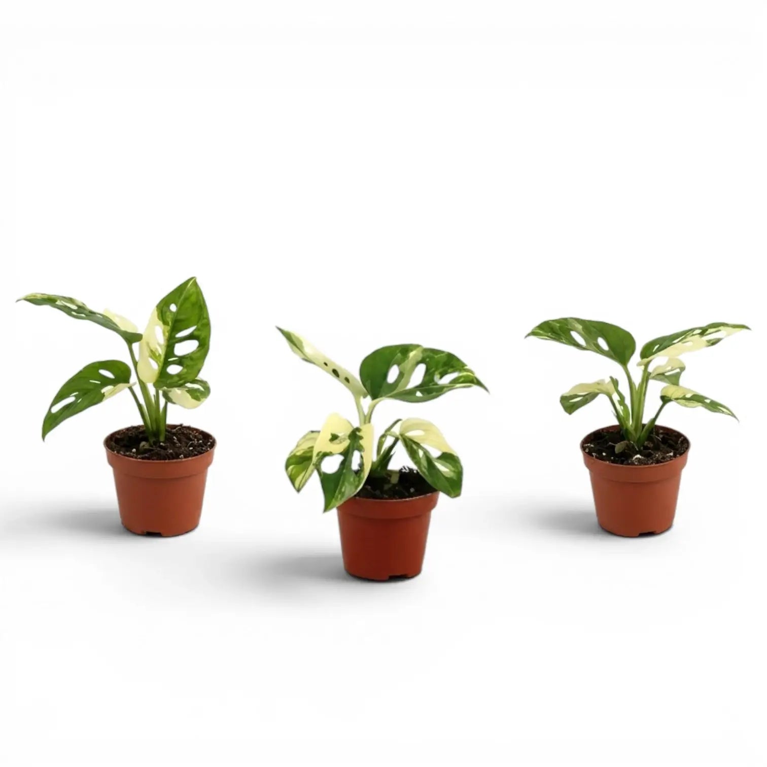 Monstera adansonii variegata Baby mit heller Panaschierung auf weißem Hintergrund