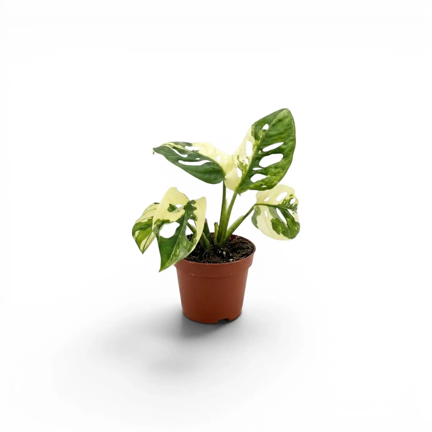 Junge Monstera adansonii variegata im Topf auf weißem Hintergrund