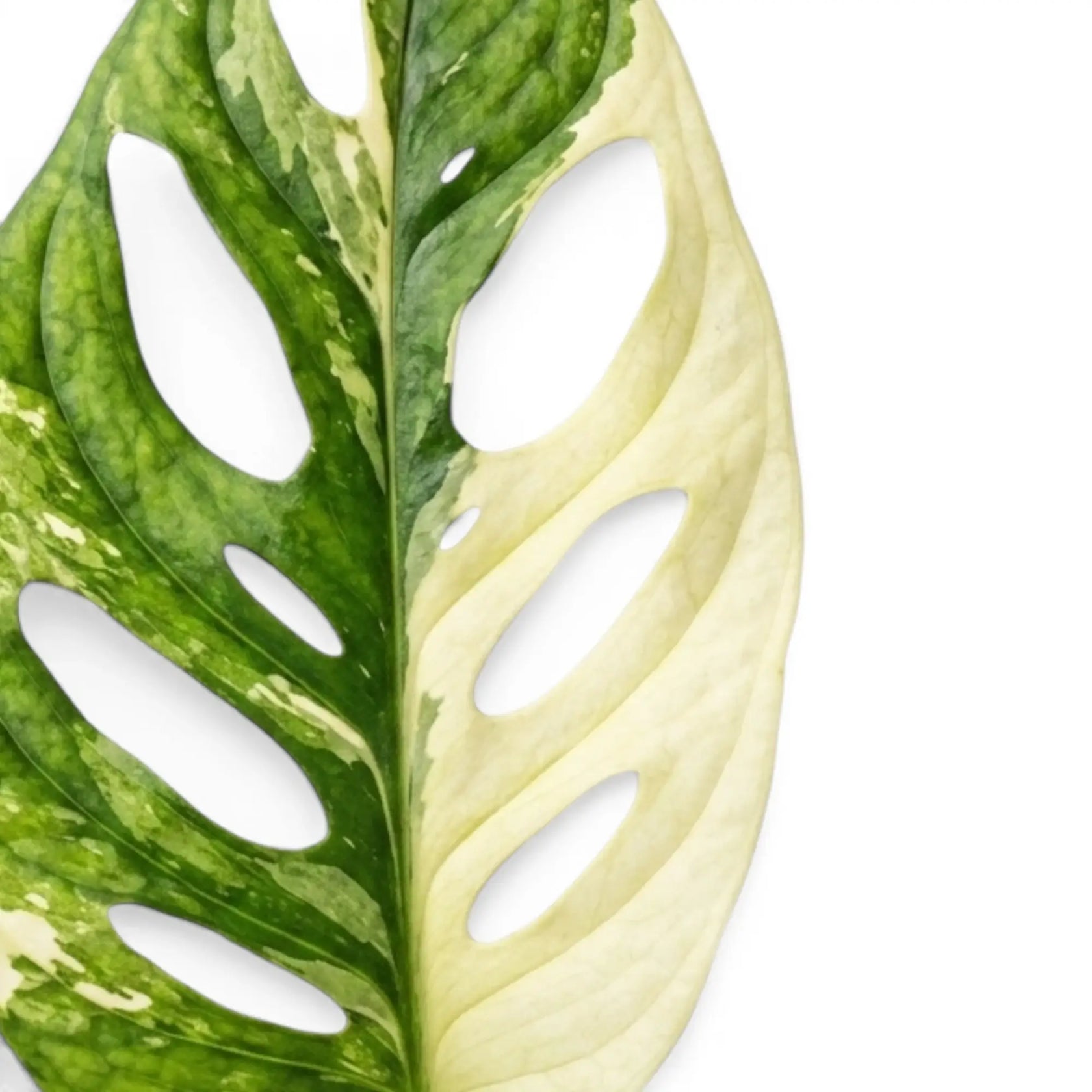 Monstera adansonii albo variegata, Blätter in Nahaufnahme auf weißem Hintergrund