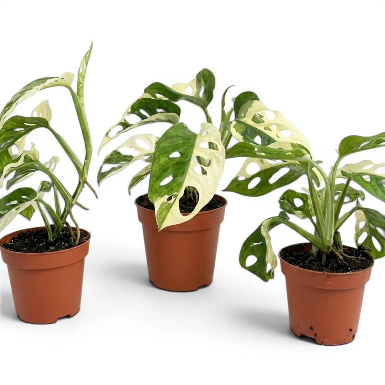Monstera adansonii variegata im Topf auf weißem Hintergrund