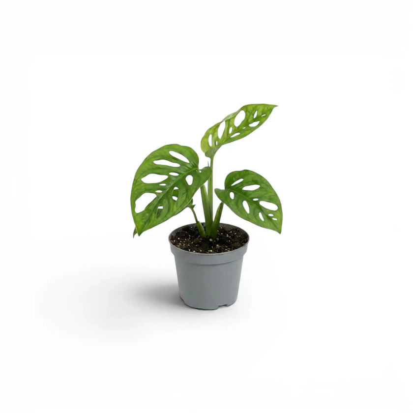 Monstera adansonii Monkey Leaf baby plant in a nursery pot on white background