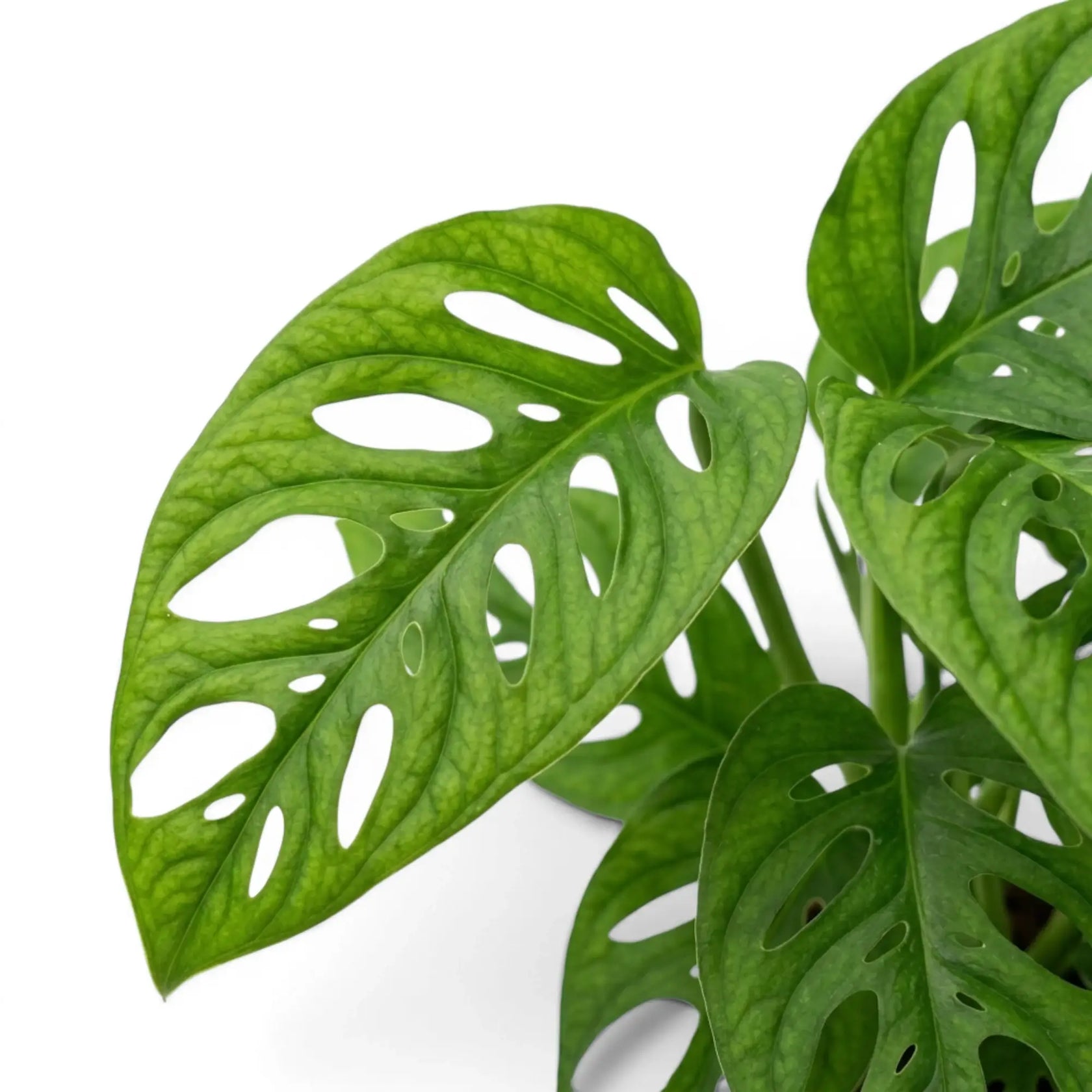 Close-up of Monstera adansonii Monkey Leaf foliage on white backround