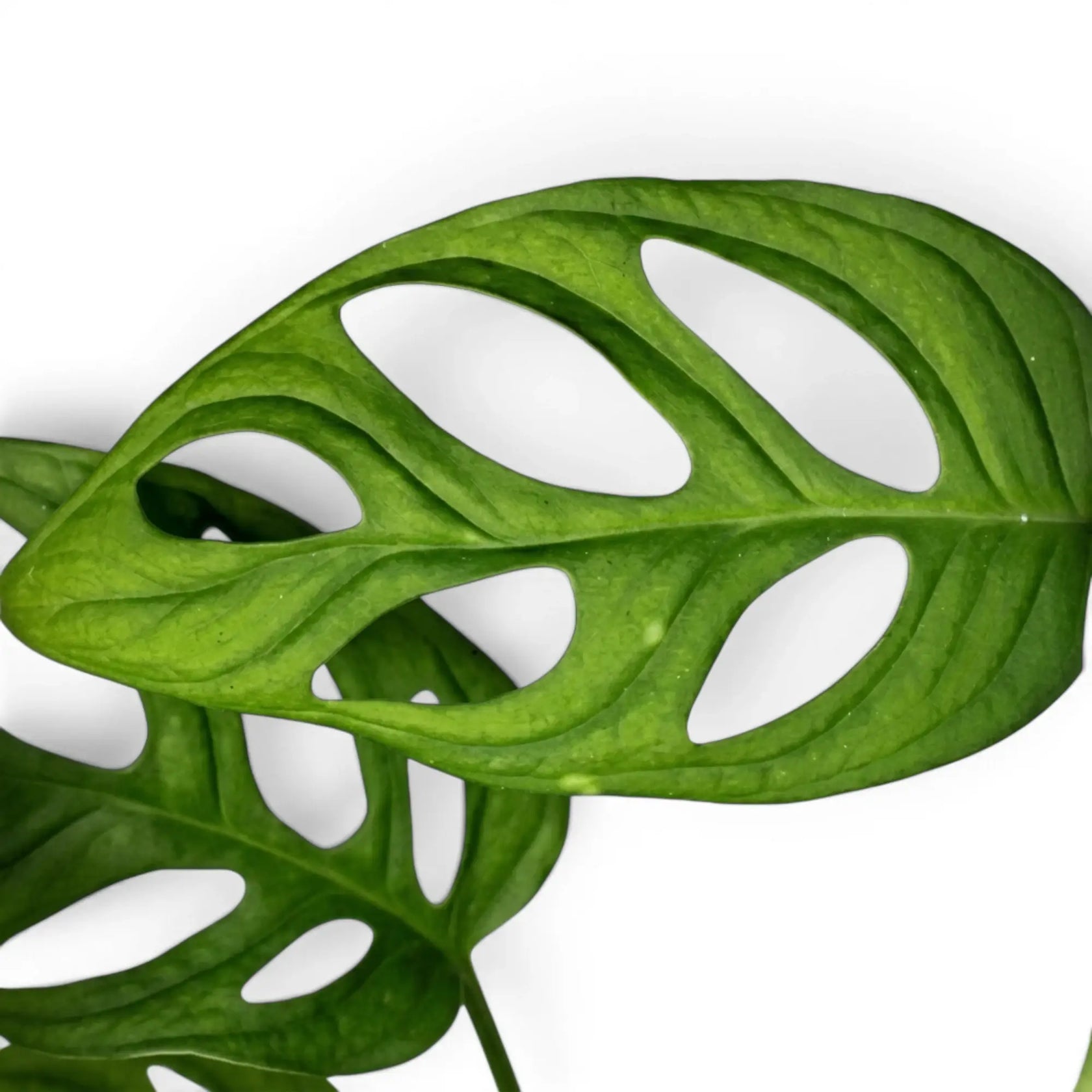 Close-up of Monstera adansonii Monkey Leaf foliage on white backround